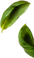 banner-leaf